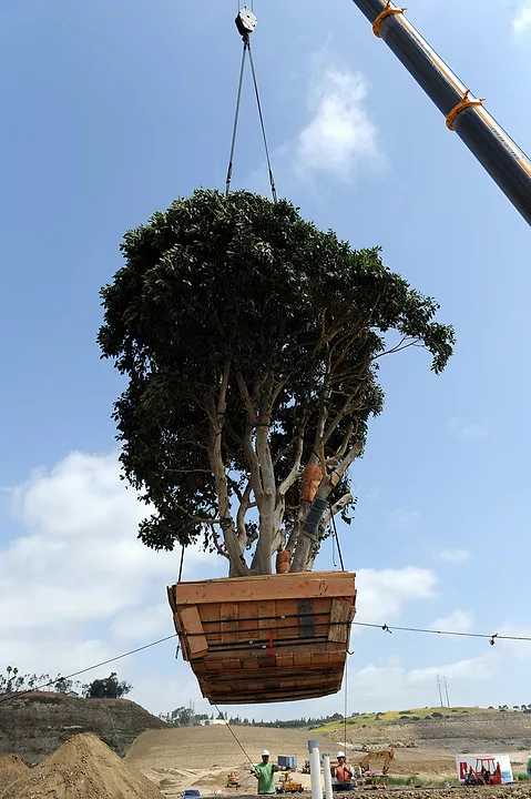 20-Ton Tree is Planted at Civita in San Diego's Mission Valley