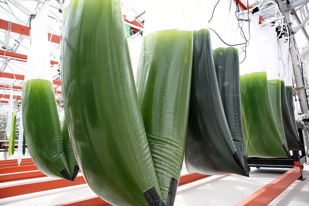 Synthetic Genomics-ExxonMobil Bio Fuel Facility
