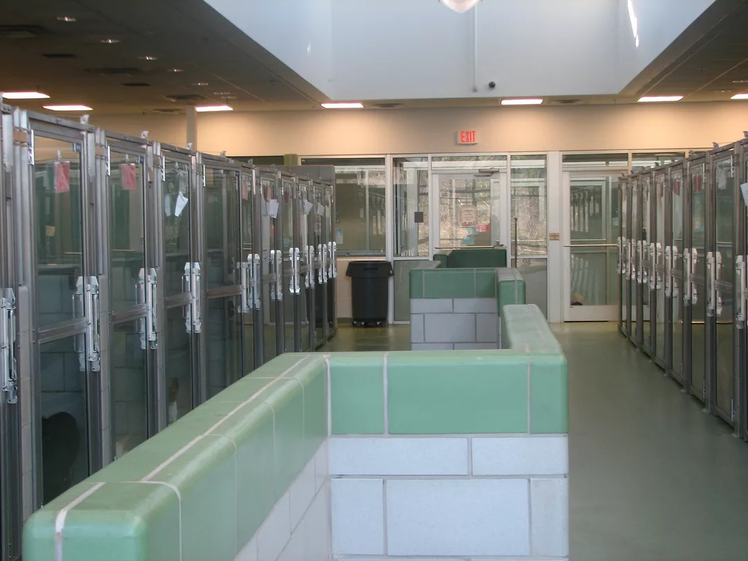 Dallas Animal Shelter