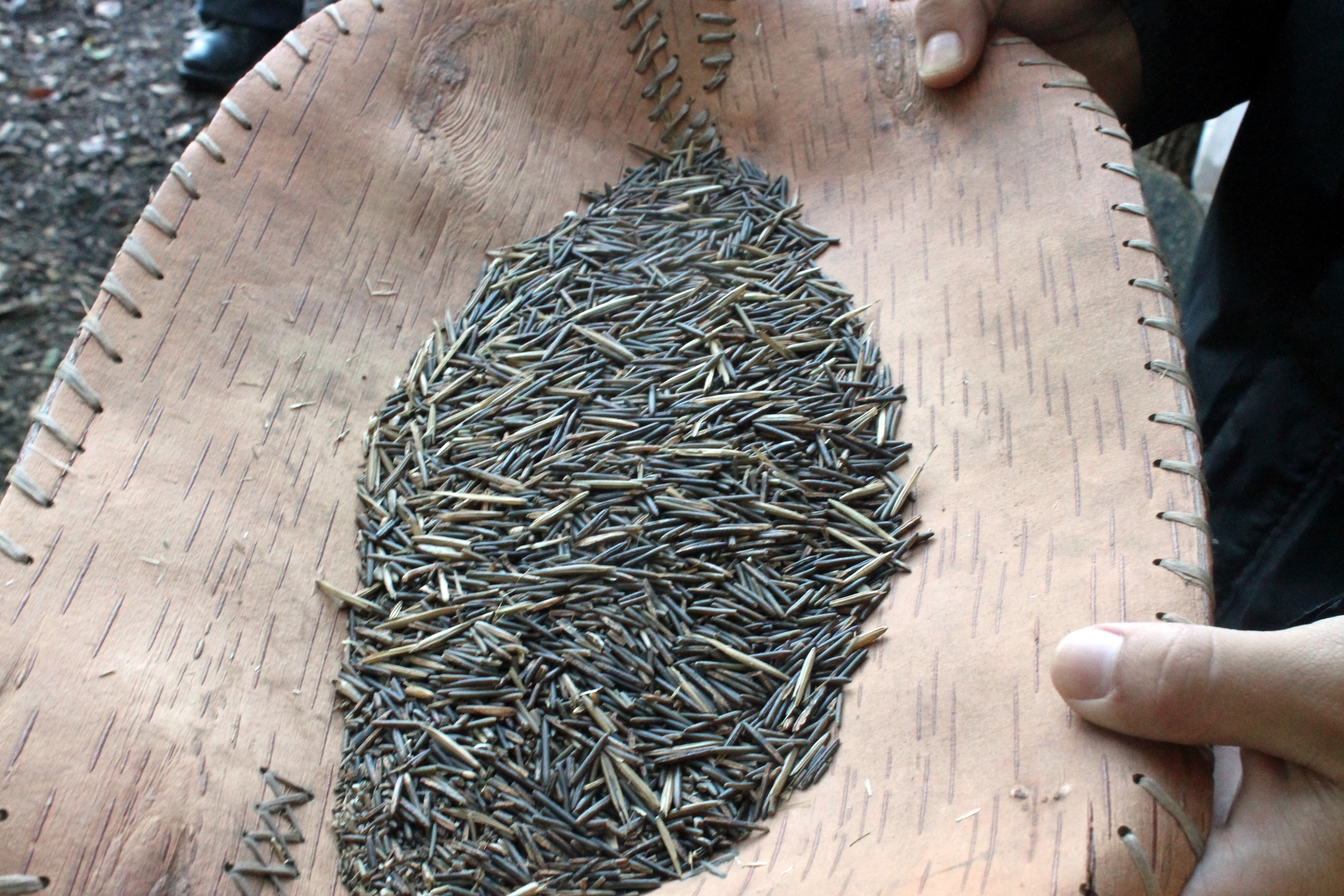 Grains of wild rice are processed in a light brown vessel