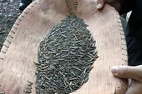 Manoomin Grains of wild rice are processed in a light brown vessel
