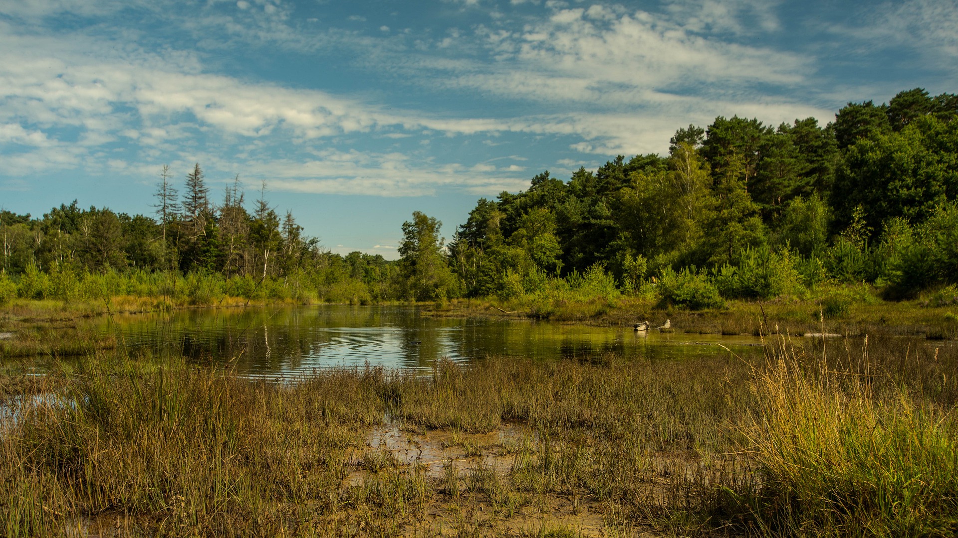 wetlands.jpg