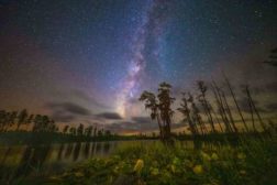 Okefenokee swamp is show at night with a starry purple and blue sky. Trees are reflected in a lake spanning the length of the image.
