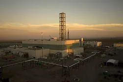 vit plant.jpg