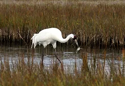 whooping-crane-blue-crab-aransas-nwr-kevin-sims.jpg
