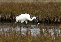 whooping-crane-blue-crab-aransas-nwr-kevin-sims.jpg