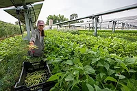 NREL-agrivoltaics-1.jpg NREL-agrivoltaics-1.jpg