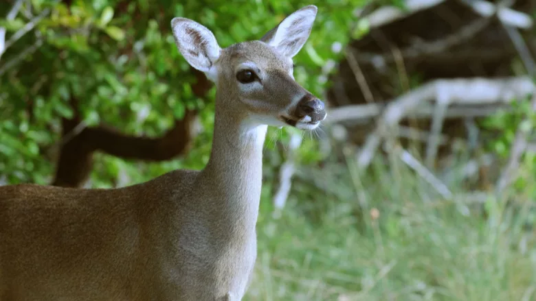 key_deer_USFWS_ENRweb.jpg