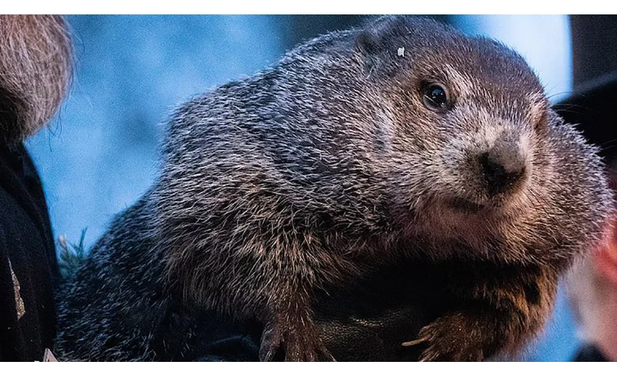 groundhog