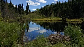 wetlands_ENRweb.jpg