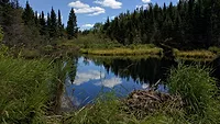 wetlands_ENRweb.jpg