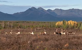 A group of Western Arctic Herd caribou are seen during fall migration in Kobuk Valley National Park with mountains in the distance
