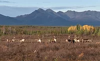A group of Western Arctic Herd caribou are seen during fall migration in Kobuk Valley National Park with mountains in the distance