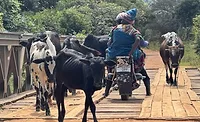 WEB ECS Bridge .jpg ECS and Engineers Without Borders USA Transform Travel for Communities in Malawi, East Africa