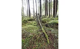 tree in forest