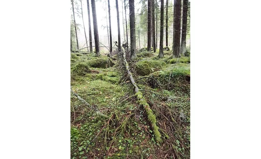 tree in forest