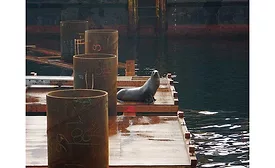 ColmanDock