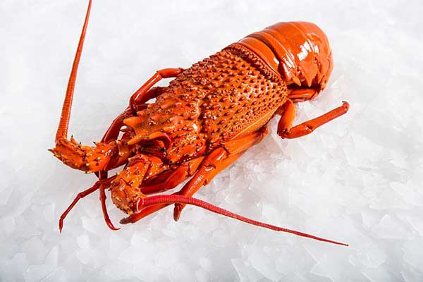 Rock Lobster