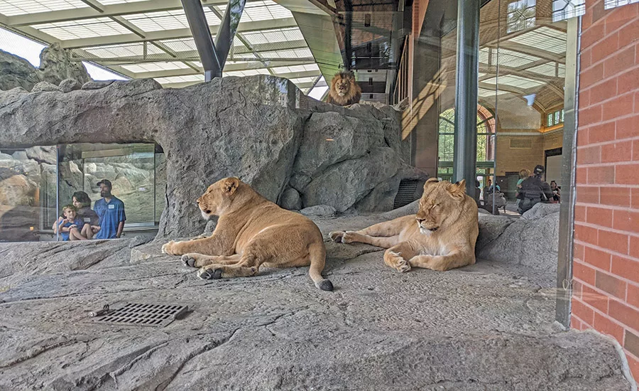 lion habitat