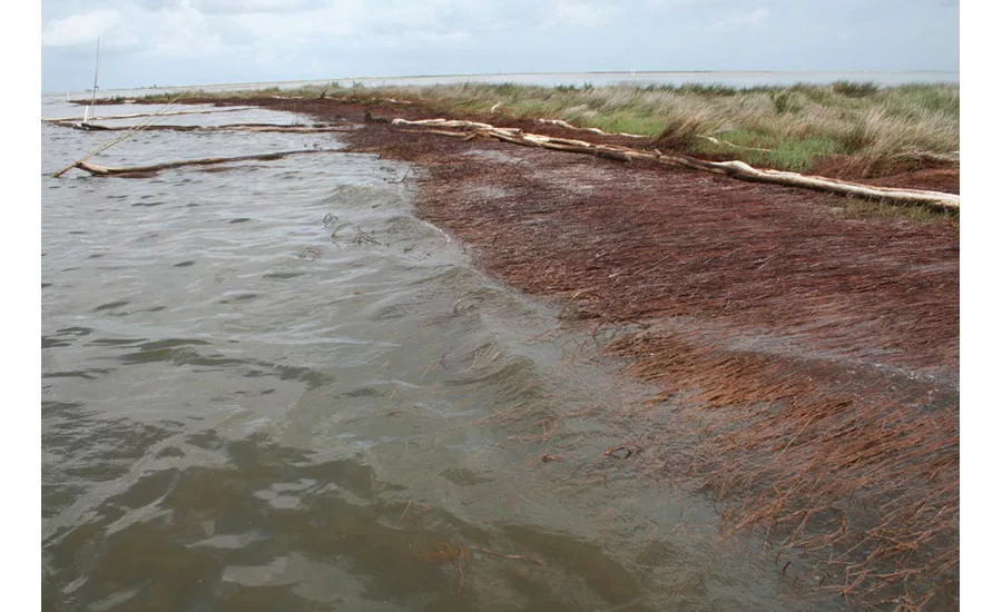 shoreline oiling
