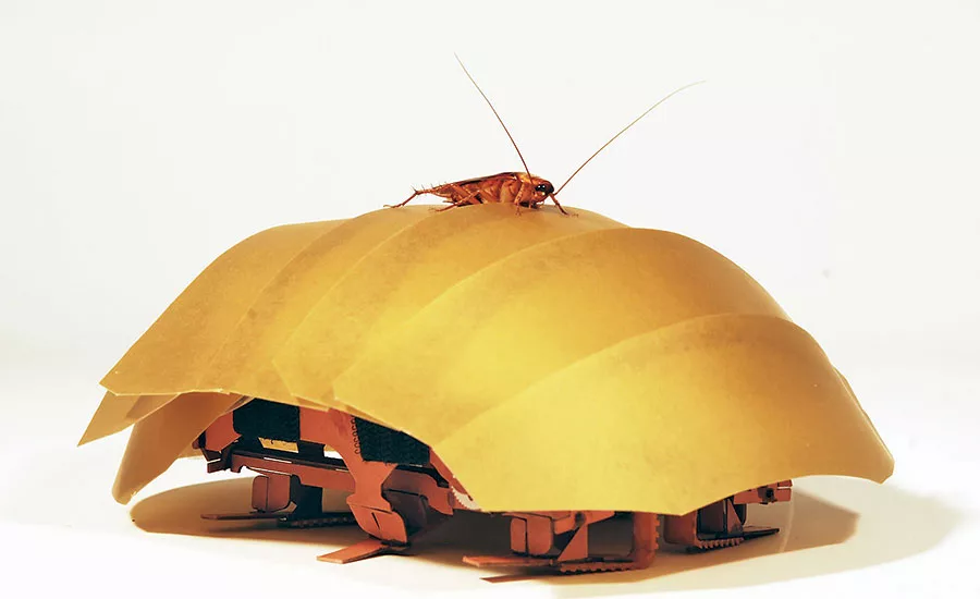 American cockroach