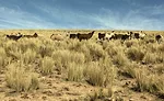 Llamas