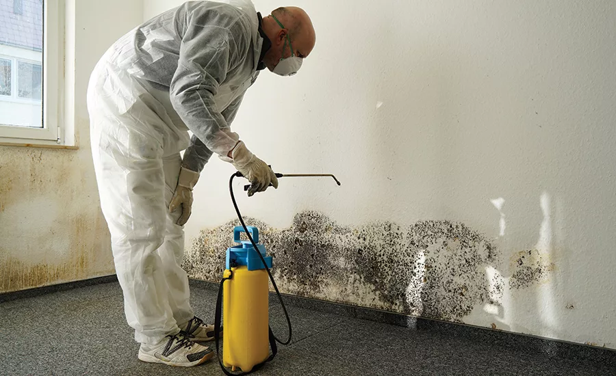 mold