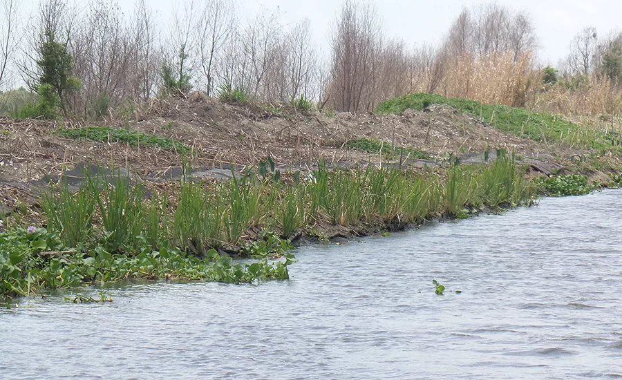 vegetated matrix