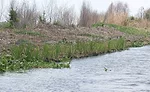 vegetated matrix