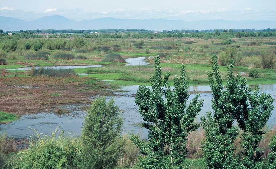 wetlands