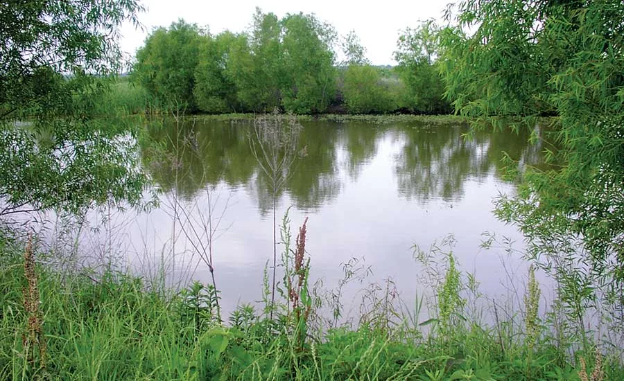 wetland