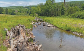 Watergate wetlands restoration 