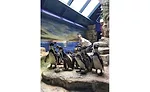 Moody Gardens Aquarium penguin exhibit