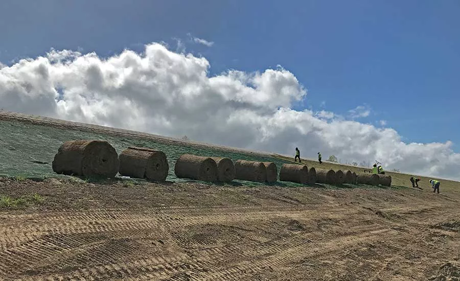 Bermuda sod
