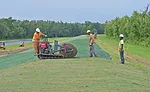 Plant Bermuda sod grass