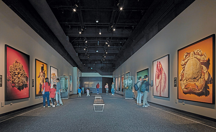 Museum of Natural History - Commons