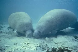 Manatees-ESA