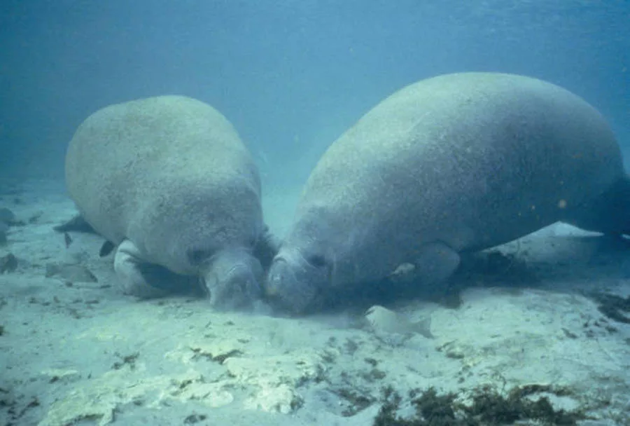 Manatees-ESA