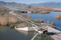 natdiglib_5028_large.jpg 0817wetland