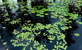 wetlands