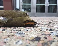 DeadBird