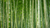 Bamboo.jpg