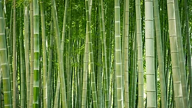 Bamboo.jpg