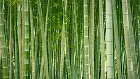 Bamboo.jpg