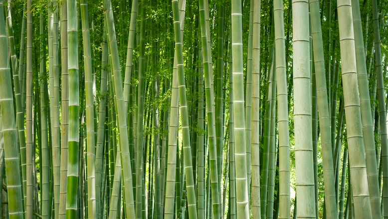 Bamboo.jpg