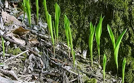 0613Greenshoots.jpg