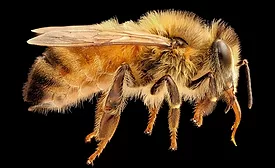 Worker bee