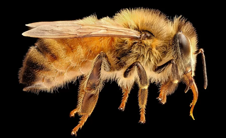 Worker bee