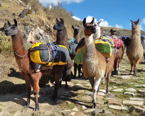 Construction Methods of the Ancient Inca Offer Sustainable Lessons