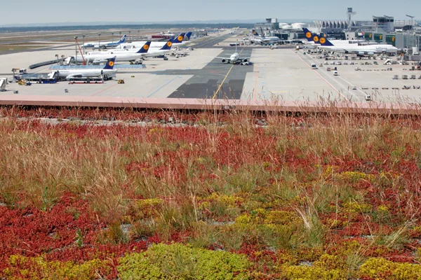 Green Roofs Take Root in India